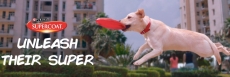 Order Free Sample Meal for DOG & CAT